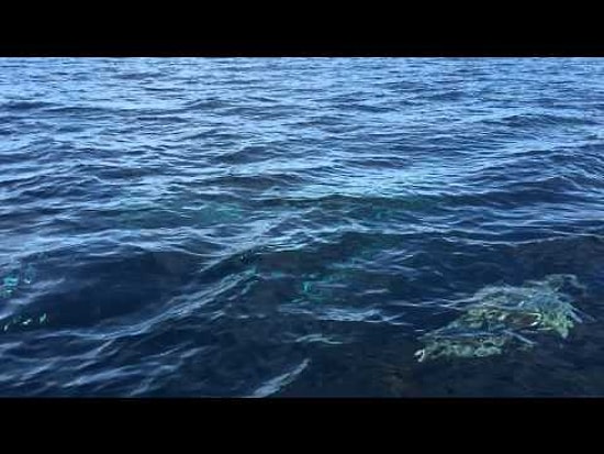 Волшебная прогулка по морю в сопровождении кита и дельфинов