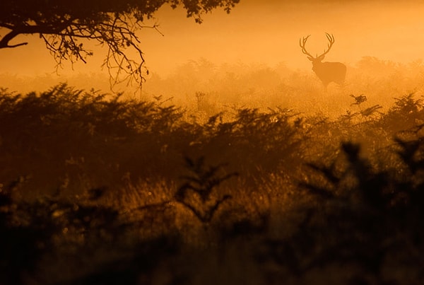 Когда фотографируешь живую природу, важную роль играет свет. Так что наилучшее время для фотографий – это час перед рассвет и закатом солнца.