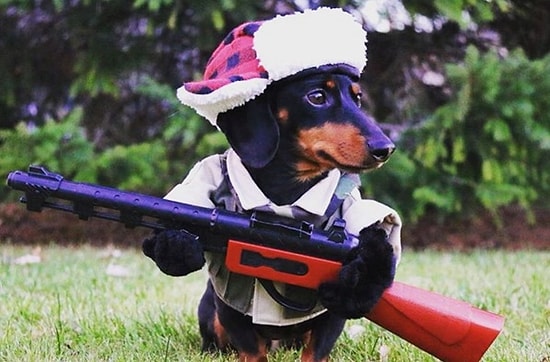 Самые смешные костюмы для ваших питомцев!