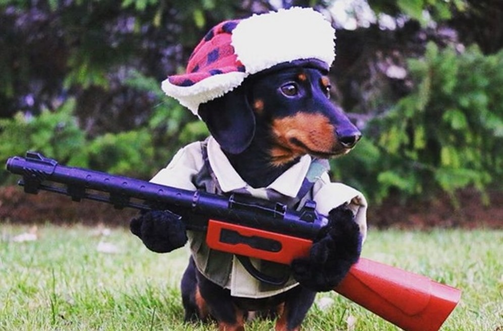 Самые смешные костюмы для ваших питомцев!