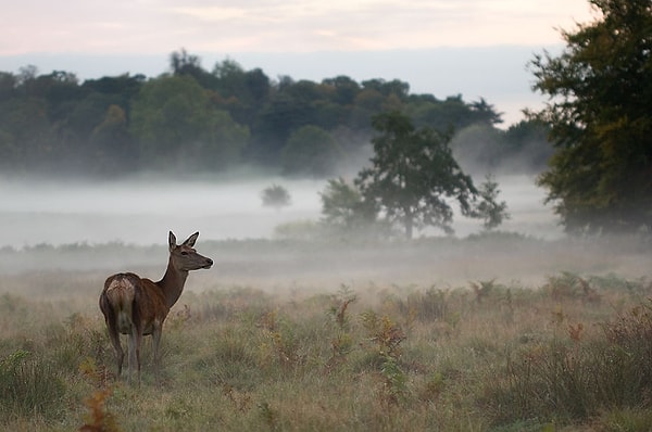 Но как только встает солнце, все преображается, и сцены природы вокруг становятся похожими на сказку.