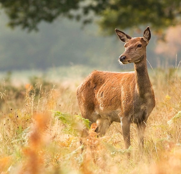 Масштабы парка и огромное разнообразное количество его обитателей предоставляют неограниченные возможности для фотографирования живой природы.