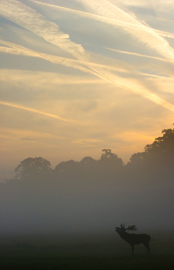 Утренний туман может скрыть бегунов и велосипедистов парка, но небо со следами пролетевших самолетов все равно выдает, что это все-таки городская среда, а не дикий лес.