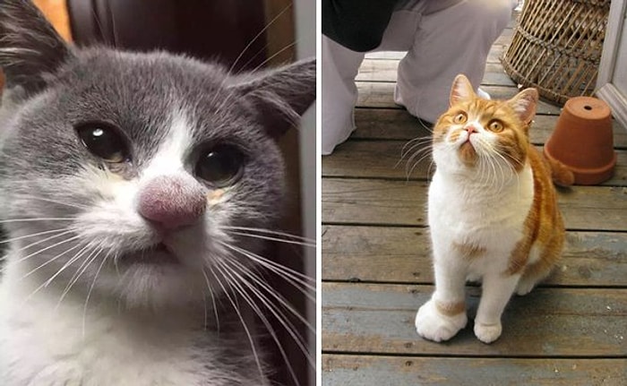 Arılarla Girdiği Oyun ve Savaştan Şişliklerle Ayrılan 18 Minnoş Kedi