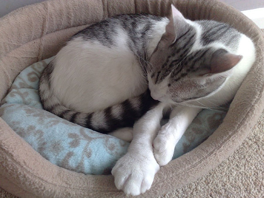 Arilarla Girdigi Oyun Ve Savastan Sisliklerle Ayrilan 18 Minnos Kedi