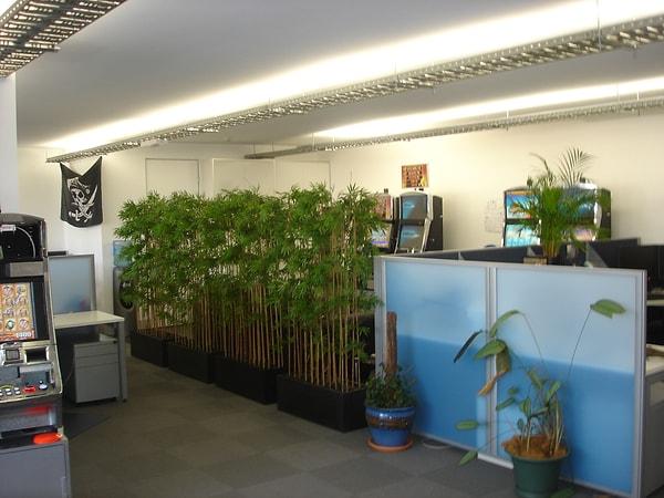4. Ofislerde ağaç veya büyük bitkiler olmalı