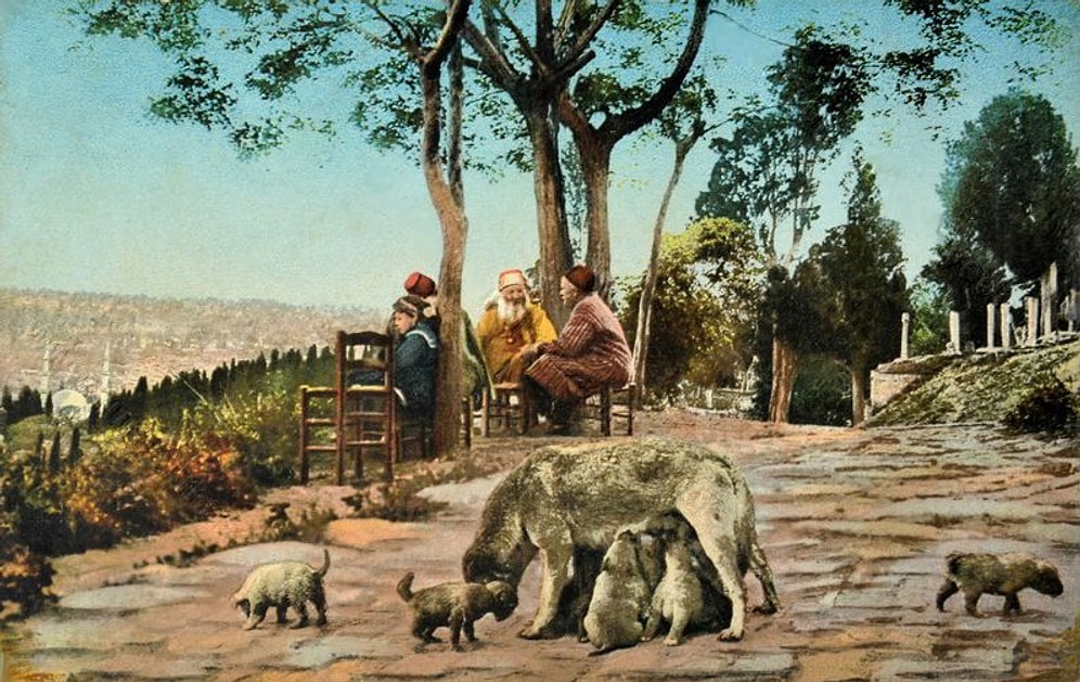 17 Maddede Türklerde Hayvan Sevgisi ve Hayvan Hakları