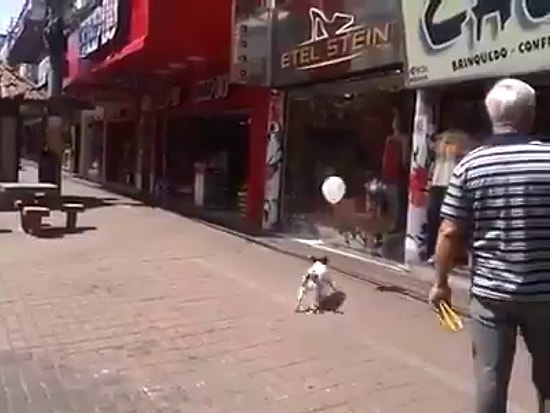 Hepimizden Daha İyi: Balonu Yere Düşürmeme Oyunu Oynayan Köpek