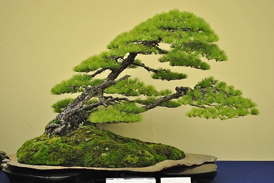 Sizi Bambaşka Diyarlara Götürmesi Garanti 35 Bonsai Ağacı