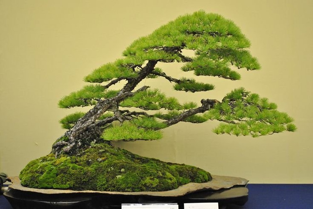 Sizi Bambaşka Diyarlara Götürmesi Garanti 35 Bonsai Ağacı