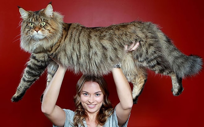 16 фотографий кошек породы Мейн-кун