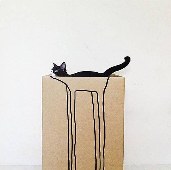 1- Uzun bacaklı kedi