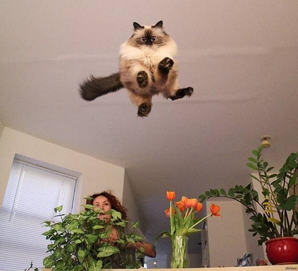 3- Uçan kedi
