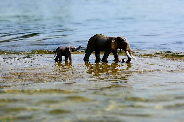 Крохотные малыши, которые отчаянно нуждаются в нашей заботе и внимании.