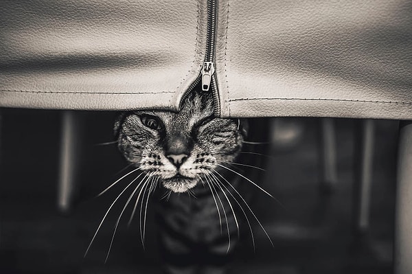 Большего всего девушка любит фотографировать кошек.