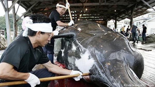 2014 yılı Mart ayında Lahey‘deki Uluslararası Ceza Mahkemesi, balina avı programının durdurulması için Japonya'ya hükmetmiş, Japonya ise sadece programı revize etmişti.