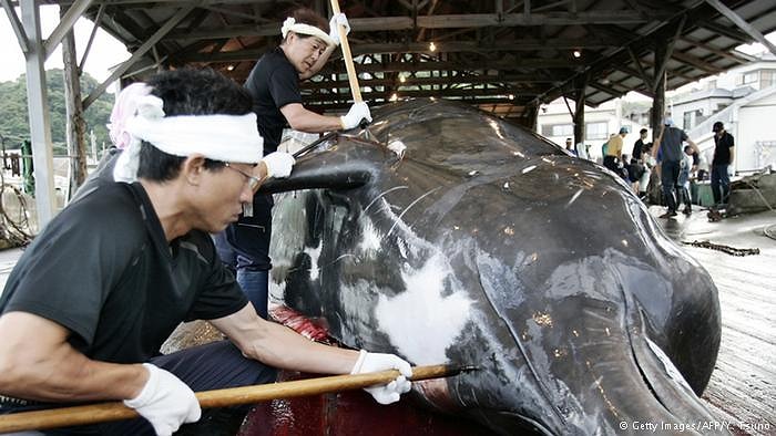 Japonya'da Dünyadan Gelen Tüm Tepkilere Rağmen Balina Katliamı Devam Ediyor