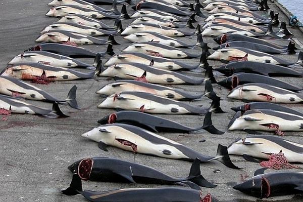 Tokyo Hükümeti "bilimsel çalışmalar" çerçevesinde 333 balinanın yeterli olduğunu açıklamış.