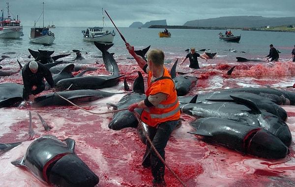 Japonya'daki balina avcılarının son 25 yılda Antarktika'da 10 binden fazla balina öldürdüğü düşünülüyor.
