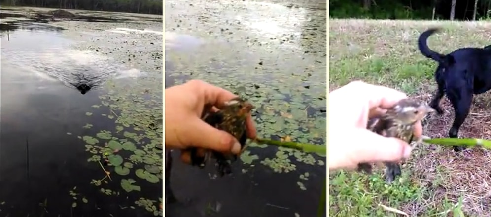 Suda Can Çekişen Kuşu Kurtaran Kahraman Köpek