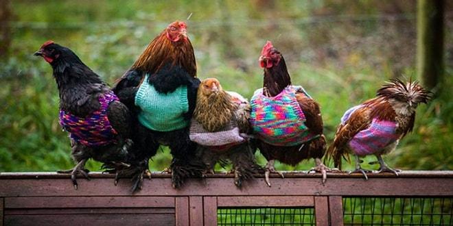 Tavuklar Soğuk Havada Üşümesin Diye Onlara Minik Kazaklar Ören Dünya Tatlısı Anne ve Kız