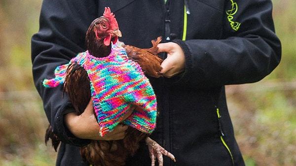 ''Bunu yapmamızın sebebi, önceden çiftlikte yaşayan tavukların değişik hava koşullarına uyum sağlayamamaları."'