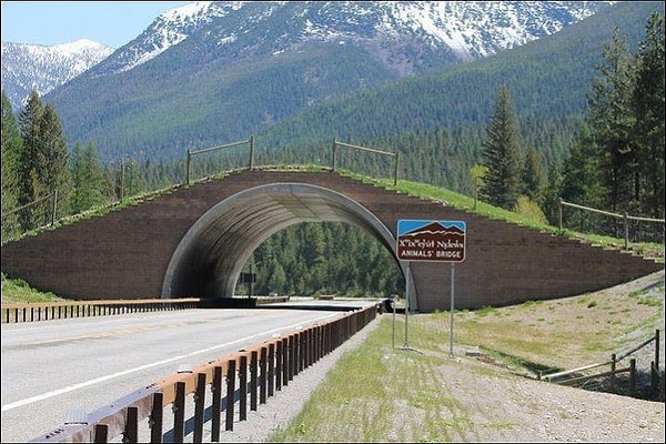 Заповедник Flathead Indian Reservation, США