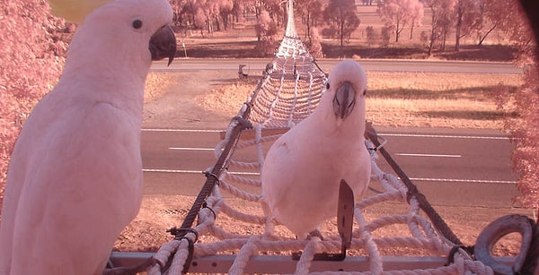 Веревочные мосты для oпоссумов, Австралия