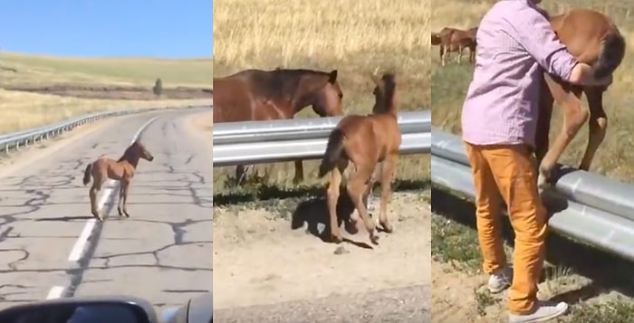 Kahramanca! Otoyola Çıkan Minnak Tay Hayvan Sever Adam Tarafından Kurtarıldı