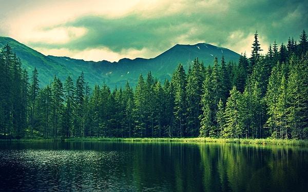 13. Yani ormanlar ve doğal bitki örtüsü, fotosentez ile insanların neden olduğu karbondioksitin yüzde 30'unu temizliyor.
