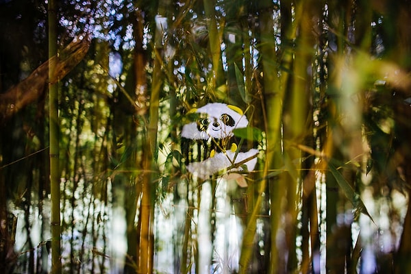 Панда и бамбуковый лес.