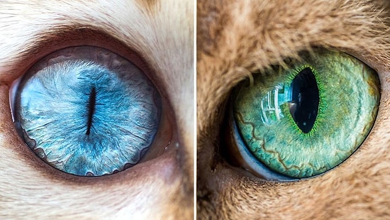 Глаза кошек через макрообъектив