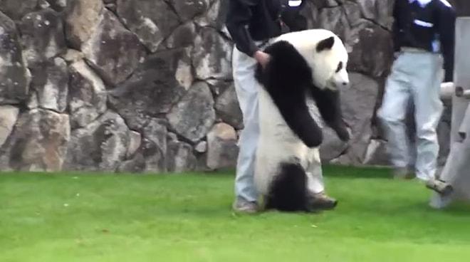 Hayvanat Bahçesi Çalışanlarına Zor Anlar Yaşatan Huysuz Panda