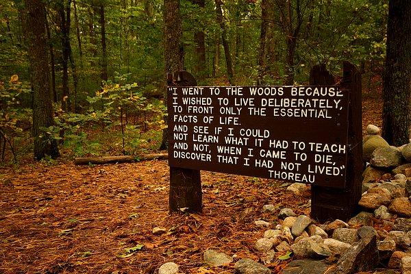 ''Ormana gittim çünkü...''