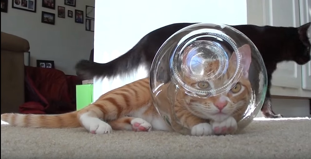 Kedilerin Aslında Uzaylı Olabileceklerini Gösteren 8 İşaret