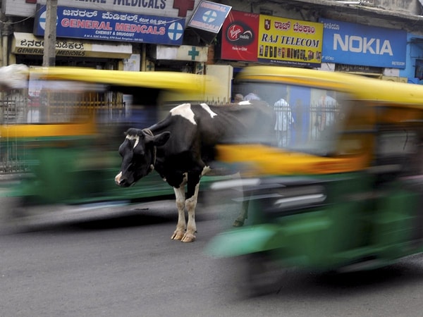 9. Корова, стоящая посреди оживленного движения моторикш. Бангалор, Индия, 2 июня, 2015 г.