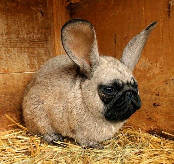 19. Pug tavşanı gerçek olsaydı, onu ilk göreceğimiz yer Paris Hilton'un çantası olurdu. Ayrıca hakkında şimdiye kadar bin tane galeri yapmıştık:)