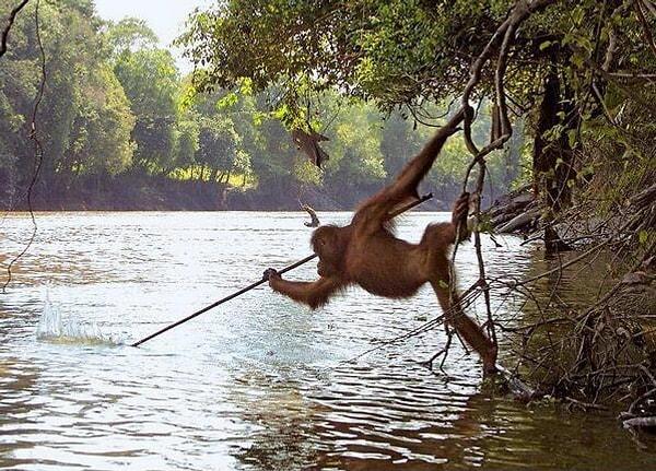 17. Hayvanat bahçesinden salınan orangutan bir balıkçıyı seyrettikten sonra zıpkınla tıpkı onun gibi balık avlıyor.