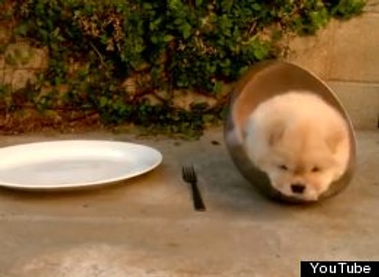 Милашки-глупыши в тесноте, да не в обиде