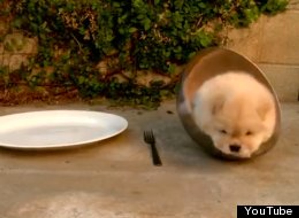 Милашки-глупыши в тесноте, да не в обиде