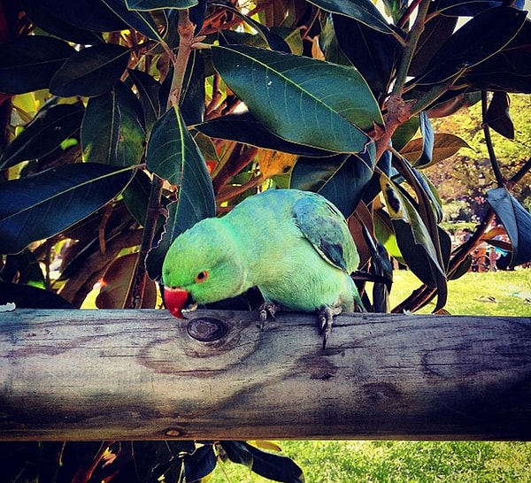 16. В России мы привыкли к кошкам и собакам, а здесь на каждом шагу попугаи.