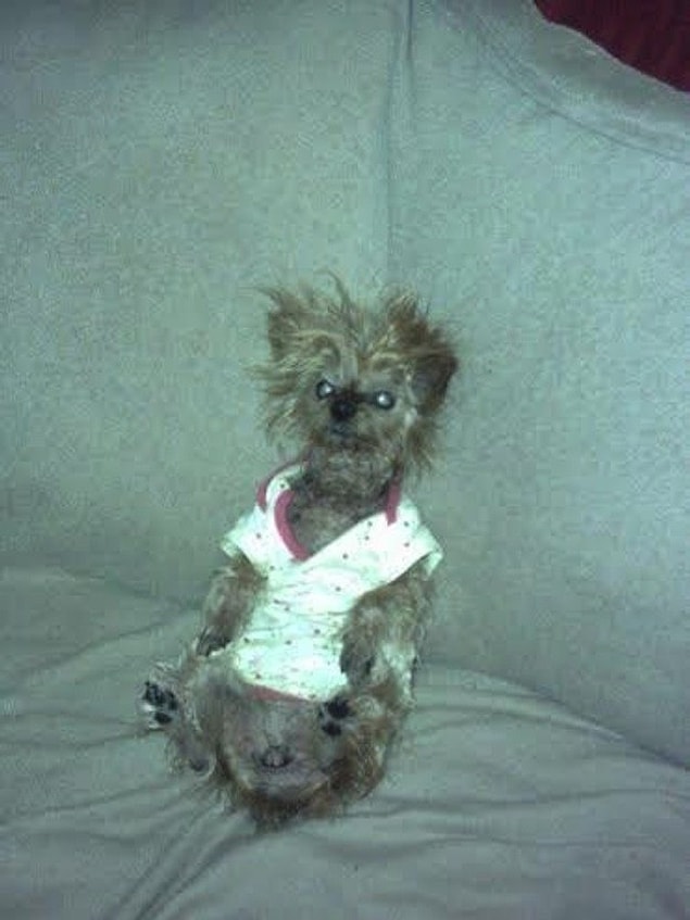 Kim Demiş Köpekler Duygularını İfade Edemez Diye Bakışlarıyla Konuşan
