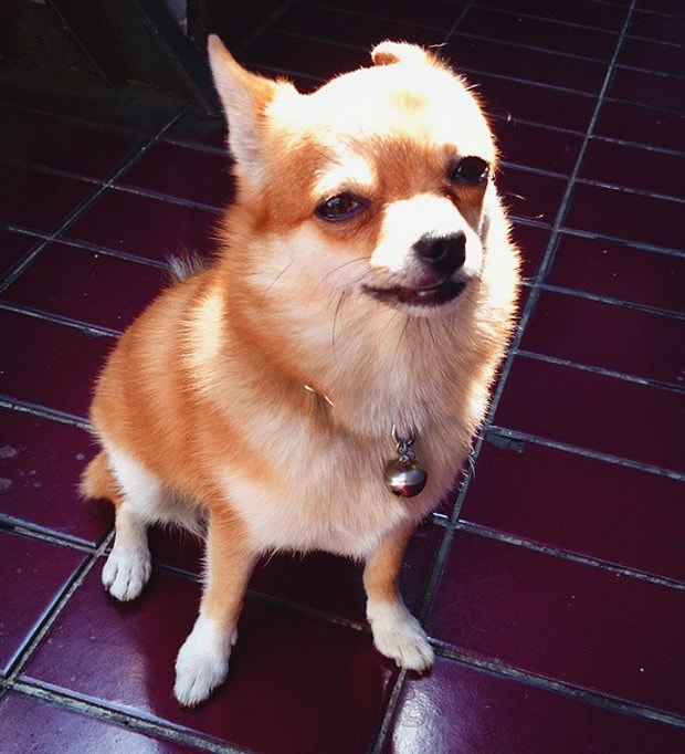 Kim Demis Kopekler Duygularini Ifade Edemez Diye Bakislariyla Konusan 36 Kopek