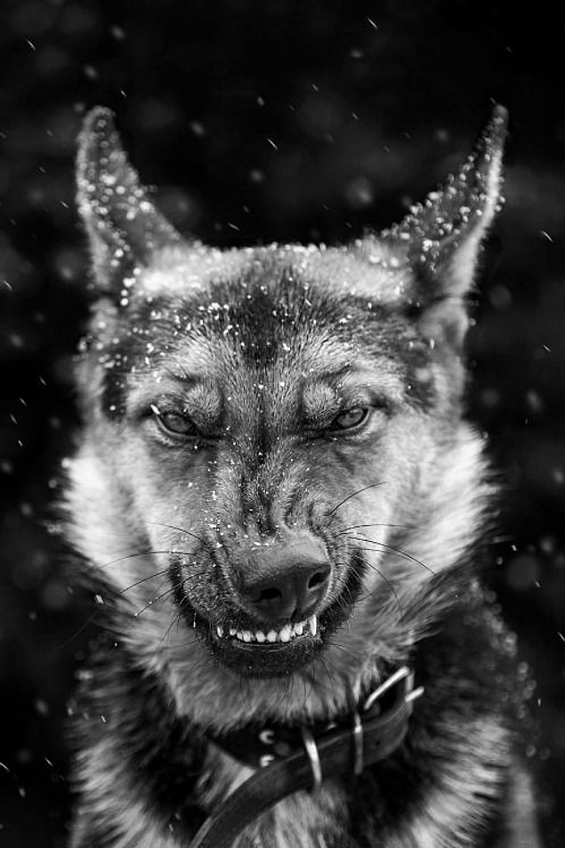 Kim Demiş Köpekler Duygularını İfade Edemez Diye Bakışlarıyla Konuşan