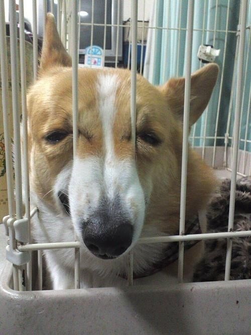 Kim Demiş Köpekler Duygularını İfade Edemez Diye Bakışlarıyla Konuşan