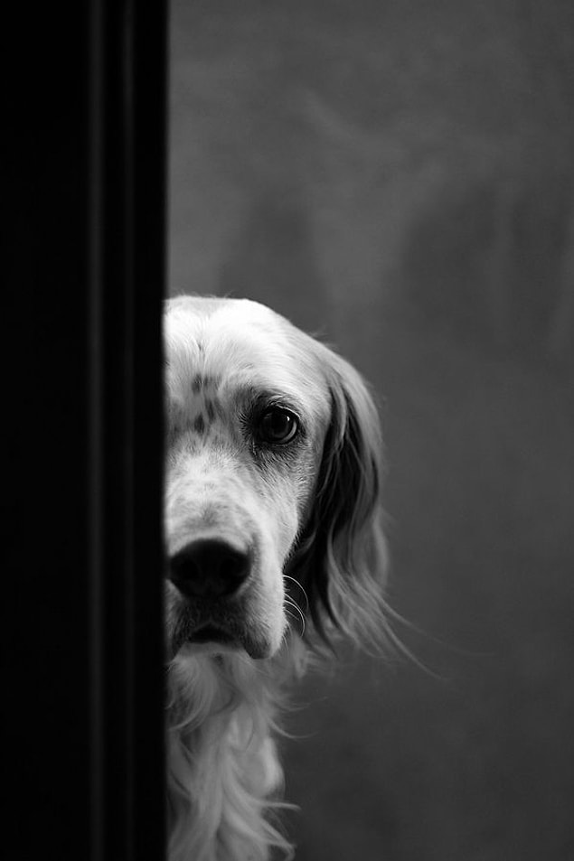 Kim Demiş Köpekler Duygularını İfade Edemez Diye Bakışlarıyla Konuşan