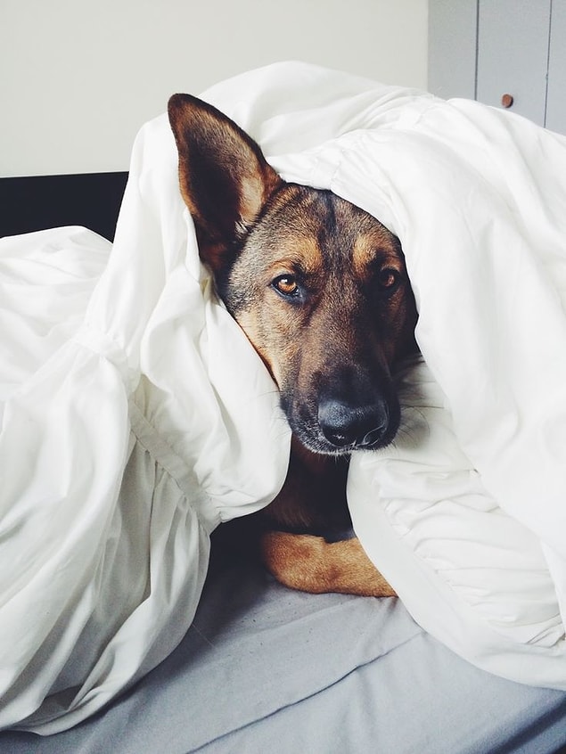 Kim Demiş Köpekler Duygularını İfade Edemez Diye Bakışlarıyla Konuşan