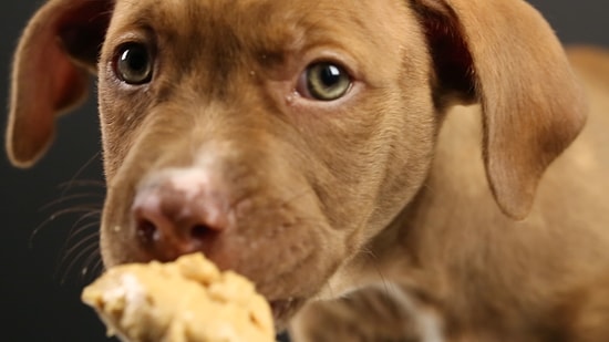 Yavru Köpekler İlk Defa Fıstık Ezmesi Yiyor