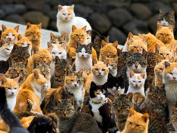 12. Japonya'nın Ehime vilayetine bağlı olan, kedi nüfusunun insan nüfusunun 6 katı olduğu Aoshima Adası'nda kediler bir limanı istila etmişken, 25 Şubat 2015.