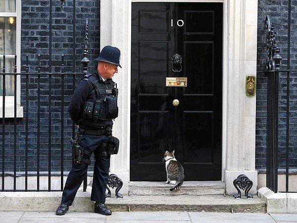 15. İngilitere'deki Başbakanlık Binası'nın daimi sakinlerinden kedi Larry, içeri girmek için kapının önünde beklerken, 7 Eylül 2015.